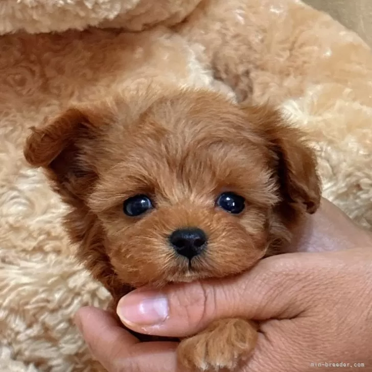 Y.K 様のお迎えした子犬