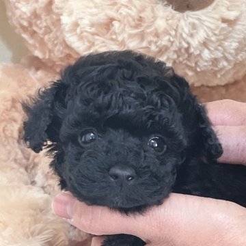 トイプードル(タイニー)【静岡県・男の子・2024年10月30日・ブラック】の写真「元気でかわいい男の子🌟」