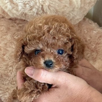 トイプードル(タイニー)【静岡県・男の子・2025年10月2日・レッド】の写真「おマイペースでめちゃめちゃかわいい男の子🌟」