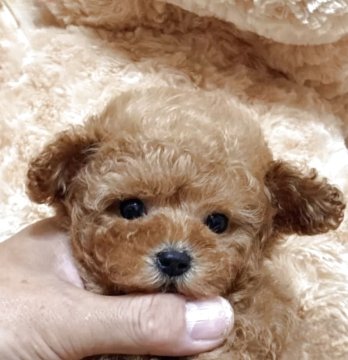 トイプードル(タイニー)【静岡県・男の子・2025年5月1日・オレンジフォーン】の写真「可愛くてマイペースなボク🌟今週末までの募集」