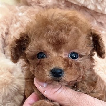 トイプードル(タイニー)【静岡県・男の子・2025年1月1日・レッド】の写真「小さくてかわいい男の子🌟」