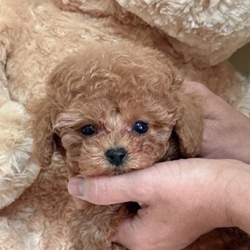 タイニープードル【静岡県・男の子・2025年10月12日・レッド】の写真「ちっちゃめおとなしめのかわいい男の子🌟」