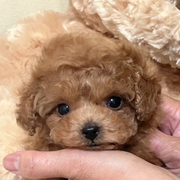 トイプードル(タイニー)【静岡県・男の子・2024年10月12日・レッド】の写真「小さめで可愛い男の子🌟」