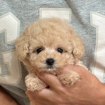 トイプードル(タイニー)【静岡県・女の子・2025年9月19日・クリーム】の写真「めちゃめちゃかわいい懐こい女の子💕」