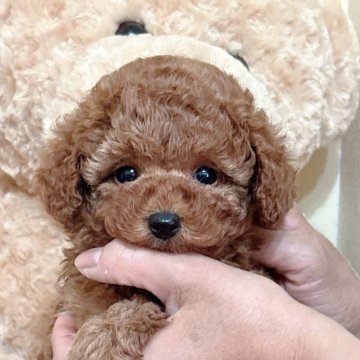 トイプードル(トイ)【静岡県・女の子・2025年11月16日・レッド】の写真「しっかりした体格の懐こい女の子💕」