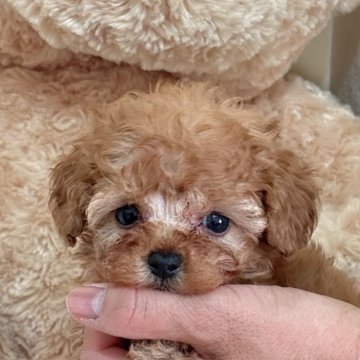 トイプードル(タイニー)【静岡県・女の子・2025年10月12日・アプリコット】の写真「マイペースでかわいい女の子💕」