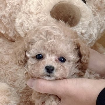 トイプードル(タイニー)【静岡県・男の子・2025年10月20日・アプリコット】の写真「人懐こくてかわいいアプリコットの男の子🌟」