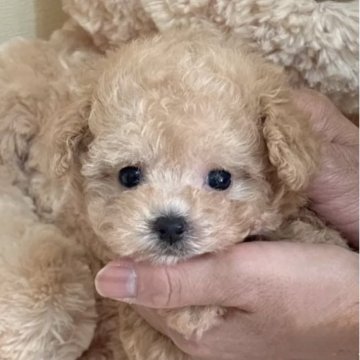 トイプードル(タイニー)【静岡県・男の子・2025年9月19日・アプリコット】の写真「おっとりでマイペースな男の子🌟」