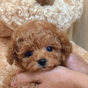 トイプードル(タイニー)【静岡県・男の子・2025年4月27日・レッド】の写真「小さくてかわいい男の子🌟」