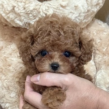 トイプードル(タイニー)【静岡県・女の子・2025年10月2日・レッド】の写真「懐っこくてめっちゃかわいいレッドの女の子💕」