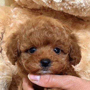 タイニープードル【静岡県・男の子・2025年3月15日・レッド】の写真「元気でかわいい男の子🌟」