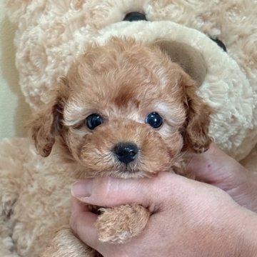 タイニープードル【静岡県・女の子・2025年9月18日・アプリコット】の写真「懐っこくてかわいい女の子💕」