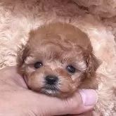 タイニープードル【静岡県・女の子・2024年10月12日・オレンジフォーン】の写真1