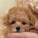 タイニープードル
