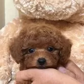 タイニープードル