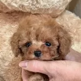 タイニープードル