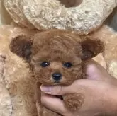 タイニープードル