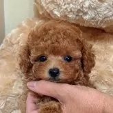 タイニープードル