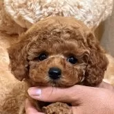 タイニープードル
