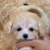 タイニープードル