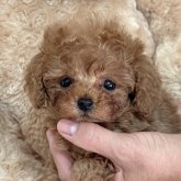 トイプードル(タイニー)