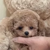 タイニープードル