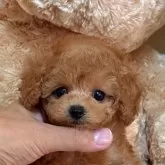 タイニープードル
