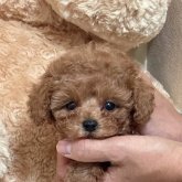 トイプードル(タイニー)