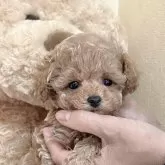 タイニープードル