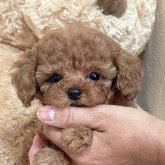 トイプードル(タイニー)