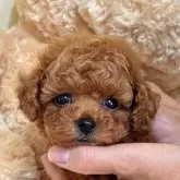 タイニープードル