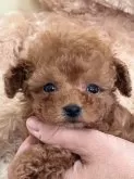 タイニープードル【静岡県・男の子・2025年1月1日・レッド】の写真2