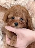 タイニープードル【静岡県・女の子・2024年12月26日・レッド】の写真3