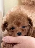 タイニープードル【静岡県・男の子・2025年1月1日・レッド】の写真4