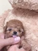 タイニープードル【静岡県・女の子・2024年10月12日・オレンジフォーン】の写真5