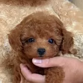 タイニープードル【静岡県・男の子・2025年7月25日・レッド】の写真6