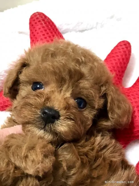 ID：2204-01072の子犬