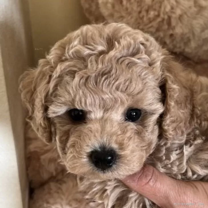 ID：2312-01658の子犬