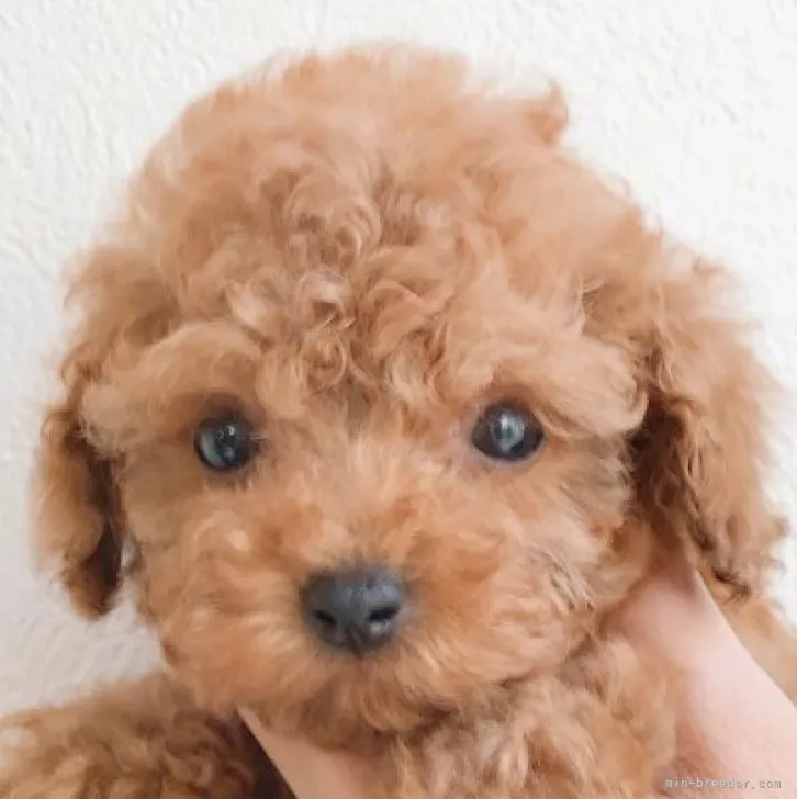 ID：2302-01274の子犬