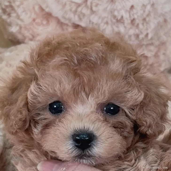 ID：2401-06918の子犬