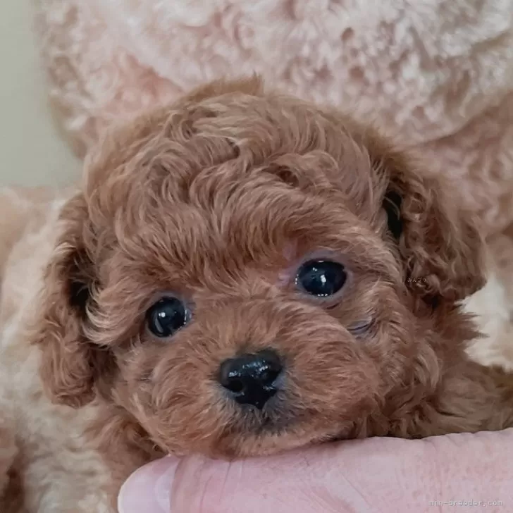 ID：2401-07186の子犬