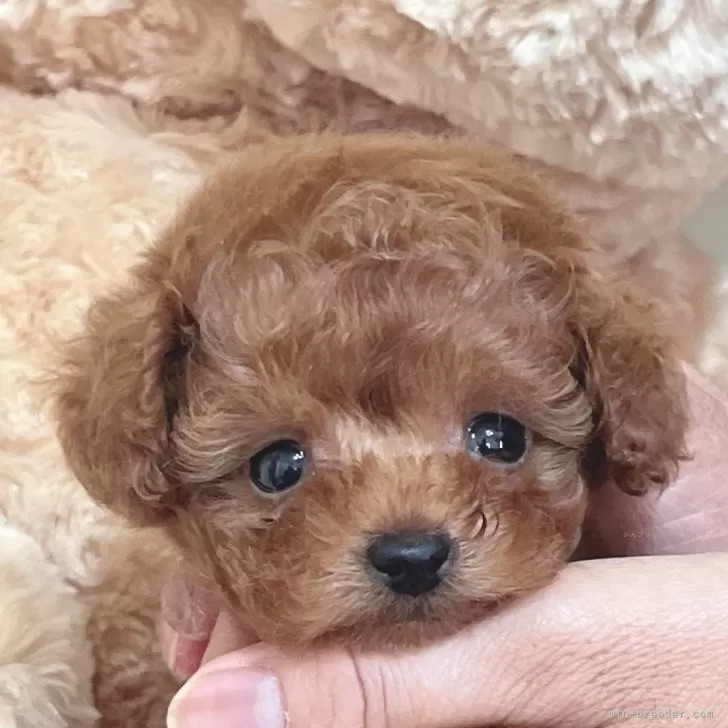 ID:2409-00071の子犬