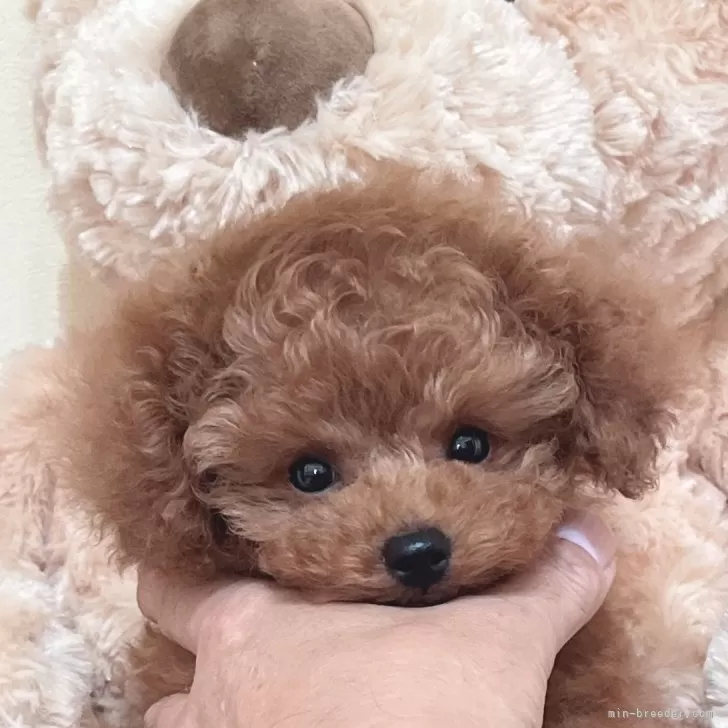 ID:2409-04242の子犬