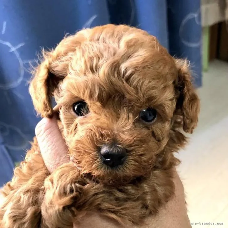 ID：2211-01503の子犬