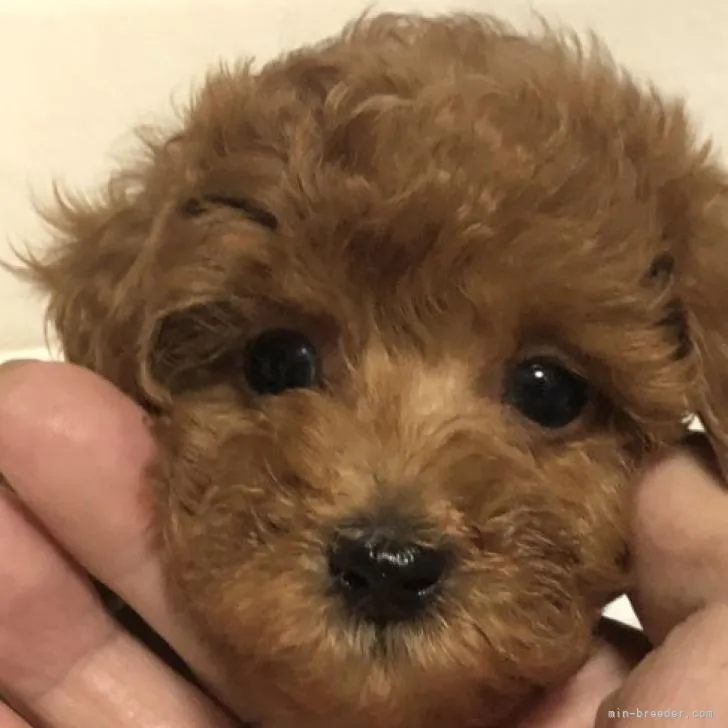 ID：2208-01180の子犬