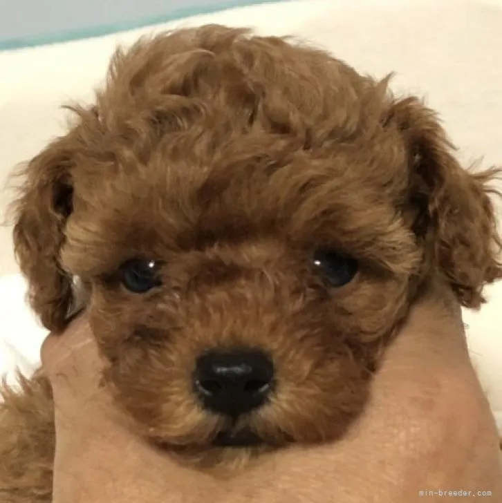 ID：2208-02966の子犬