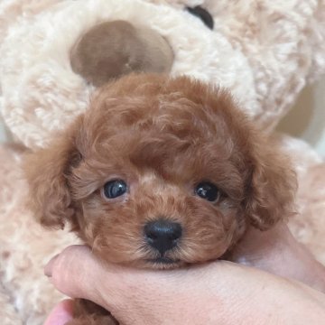 トイプードル(タイニー)【静岡県・男の子・2024年7月9日・レッド】の写真「元気でかわいい男の子⭐︎」