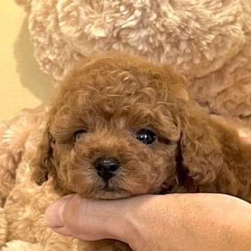 トイプードル(タイニー)【静岡県・女の子・2023年7月26日・レッド】の写真「元気で可愛い女の子♡」