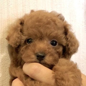 トイプードル(トイ)【静岡県・女の子・2023年3月10日・レッド】の写真「可愛い女の子♡5/5迄の募集です」