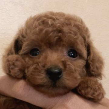 トイプードル(トイ)【静岡県・女の子・2023年3月12日・レッド】の写真「元気な女の子♡5/6までの募集です」